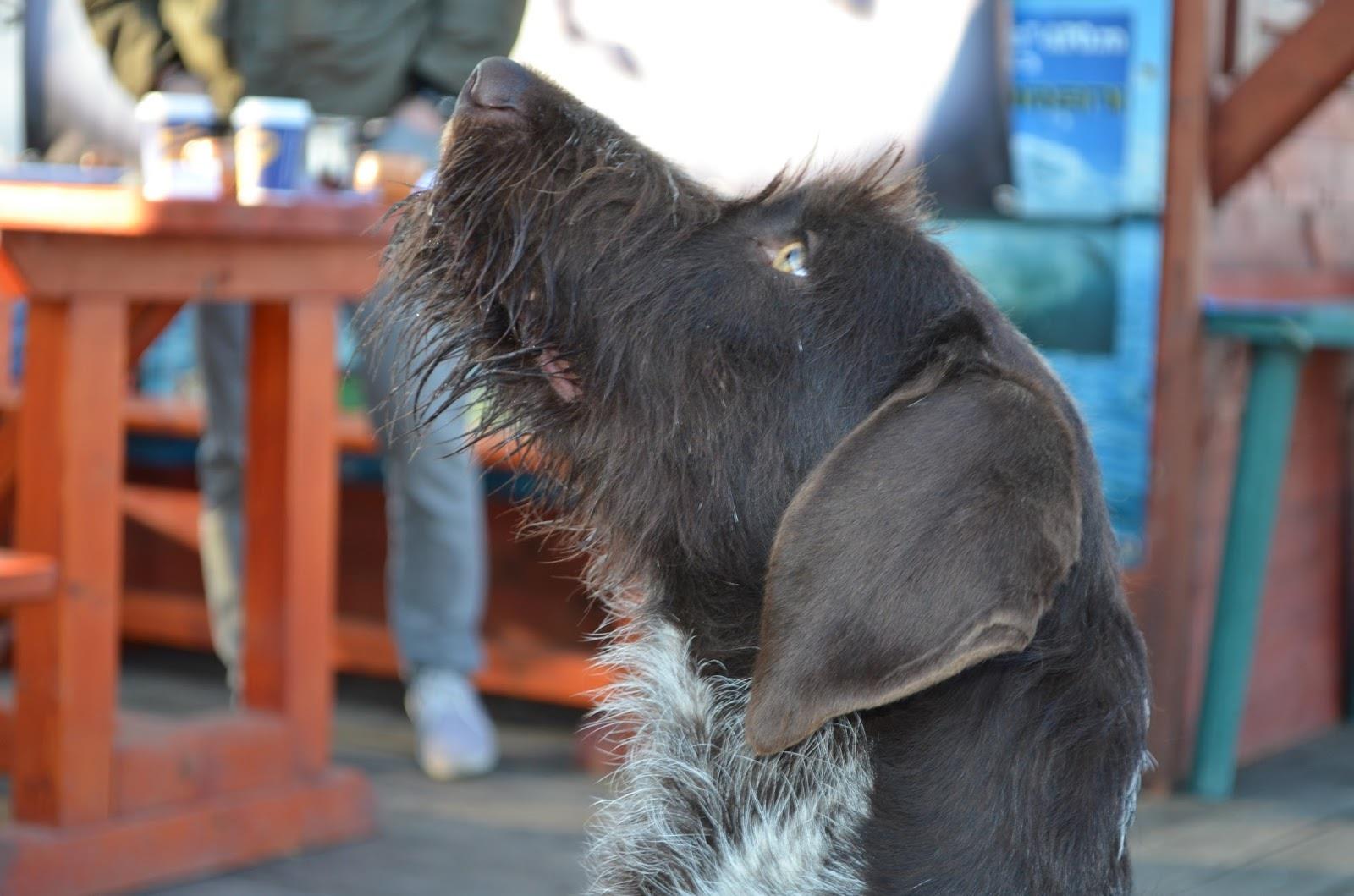 Teslui 2014 - 3 - image11111.jpg